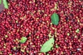Ogłoszenie - Coffee producer +256790560642 organic, Robusta coffee farm USA Italy Germany Spain. Miniaturka 1