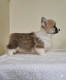 Ogłoszenie - Welsh Corgi Pembroke – Piękne szczenięta. Miniaturka 6