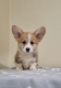 Ogłoszenie - Welsh Corgi Pembroke – Piękne szczenięta. Miniaturka 3
