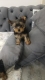 Ogłoszenie - Yorkshire Terrier – Piękne szczenięta. Miniaturka 3