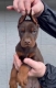 Ogłoszenie - Doberman – szczenięta na sprzedaż. Miniaturka 1