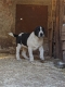 Ogłoszenie - Owczarek środkowoazjatycki – szczenięta. Miniaturka 9