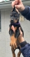 Ogłoszenie - Doberman – szczenięta na sprzedaż. Miniaturka 3