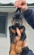 Ogłoszenie - Doberman – szczenięta na sprzedaż. Miniaturka 5