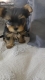 Ogłoszenie - Yorkshire Terrier – Piękne szczenięta. Miniaturka 5