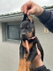 Ogłoszenie - Doberman – szczenięta na sprzedaż. Miniaturka 4