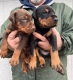 Ogłoszenie - Doberman – szczenięta na sprzedaż. Miniaturka 10