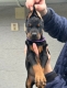 Ogłoszenie - Doberman – szczenięta na sprzedaż. Miniaturka 7