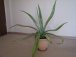 Ogłoszenie - Piękna duża agawa ogrodowa  3 szt. Miniaturka 7