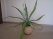 Ogłoszenie - Piękna duża agawa ogrodowa  3 szt. Miniaturka 3