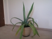 Ogłoszenie - Piękna duża agawa ogrodowa  3 szt. Miniaturka 9