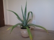 Ogłoszenie - Piękna duża agawa ogrodowa  3 szt. Miniaturka 8