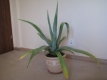 Ogłoszenie - Piękna duża agawa ogrodowa  3 szt. Miniaturka 5
