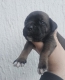Ogłoszenie - Cane Corso – szczenięta na sprzedaż. Miniaturka 8