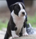 Ogłoszenie - American Staffordshire Terrier – szczenięta. Miniaturka 1