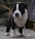 Ogłoszenie - American Staffordshire Terrier – szczenięta. Miniaturka 3