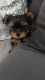 Ogłoszenie - Yorkshire Terrier – Piękne szczenięta. Miniaturka 6