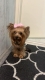Ogłoszenie - Yorkshire Terrier – Piękne szczenięta. Miniaturka 7