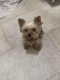 Ogłoszenie - Yorkshire Terrier – Piękne szczenięta. Miniaturka 9