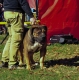 Ogłoszenie - Mastif południowoafrykański – Szczenięta Boerboel. Miniaturka 10