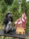 Ogłoszenie - Angielski Cocker Spaniel – Piękne szczenięta. Miniaturka 10