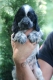 Ogłoszenie - Angielski Cocker Spaniel – Piękne szczenięta. Miniaturka 3