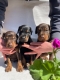 Ogłoszenie - Doberman – Piękne Szczenięta. Miniaturka 9