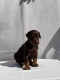 Ogłoszenie - Doberman – Piękne Szczenięta. Miniaturka 8