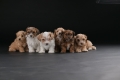 Ogłoszenie - Bichon hawański piękne szczenięta. Miniaturka 3
