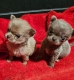 Ogłoszenie - Szczenięta chihuahua gotowe do adopcji.. Miniaturka 1