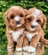 Ogłoszenie - Szczenięta Cavapoo poddane kontroli weterynaryjnej. Miniaturka 4