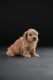 Ogłoszenie - Bichon hawański piękne szczenięta. Miniaturka 4
