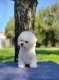 Ogłoszenie - Bichon Frisé Piękne Szczenięta. Miniaturka 2