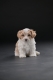Ogłoszenie - Bichon hawański piękne szczenięta. Miniaturka 5
