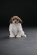 Ogłoszenie - Bichon hawański piękne szczenięta. Miniaturka 1