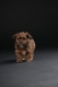 Ogłoszenie - Bichon hawański piękne szczenięta. Miniaturka 2