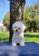 Ogłoszenie - Bichon Frisé Piękne Szczenięta. Miniaturka 3