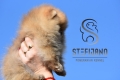 Ogłoszenie - Pomeranian BOO – Szczenięta najwyższej jakości. Miniaturka 4