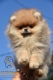 Ogłoszenie - Pomeranian BOO – Szczenięta najwyższej jakości. Miniaturka 3
