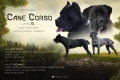 Ogłoszenie - Cane Corso piękne szczenięta. Miniaturka 9