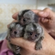 Ogłoszenie - Dostępny zdrowy samiec marmozety. Miniaturka 2
