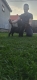 Ogłoszenie - Cane Corso piękne szczenięta. Miniaturka 1