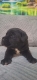 Ogłoszenie - Cane Corso piękne szczenięta. Miniaturka 2