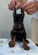 Ogłoszenie - Doberman – Szczenięta na sprzedaż. Miniaturka 1