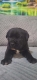 Ogłoszenie - Cane Corso piękne szczenięta. Miniaturka 3
