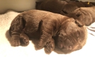 Ogłoszenie - Labrador Czekoladowy suczka. Miniaturka 8