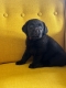 Ogłoszenie - Labrador Czekoladowy suczka. Miniaturka 4