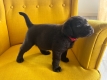 Ogłoszenie - Labrador Czekoladowy suczka. Miniaturka 2