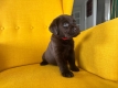 Ogłoszenie - Labrador Czekoladowy suczka. Miniaturka 5