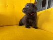 Ogłoszenie - Labrador Czekoladowy suczka. Miniaturka 3